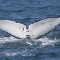 321-3928 Humpback Whale.jpg